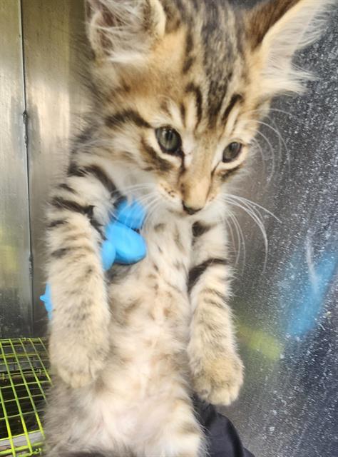 LEMON, a cat for adoption from San Antonio Animal Care Services