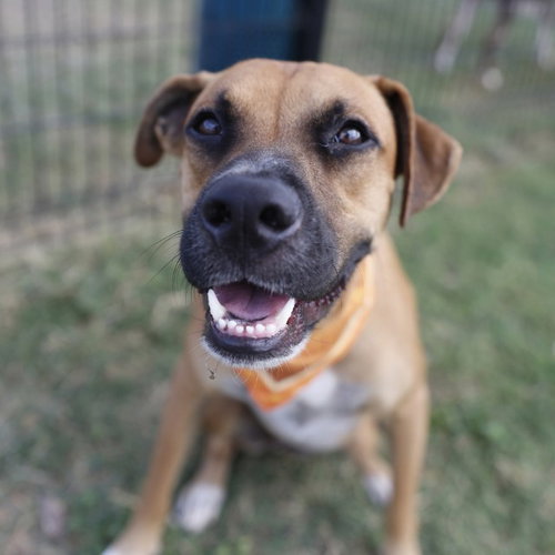BROWNIE, a dog for adoption from San Antonio Animal Care Services