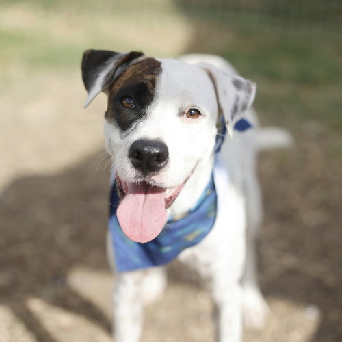 FLO, a dog for adoption from San Antonio Animal Care Services