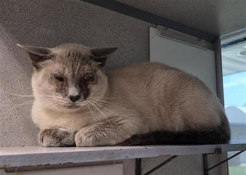 FINN, a cat for adoption from San Antonio Animal Care Services