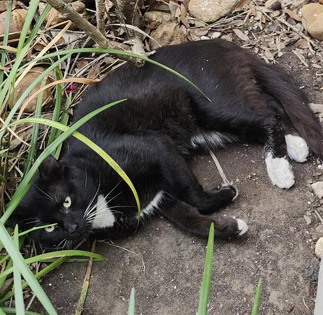 Magic - Domestic Short Hair