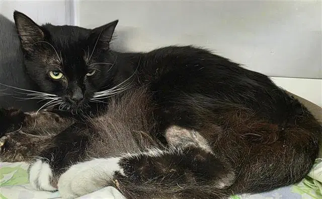 Magic - Domestic Short Hair