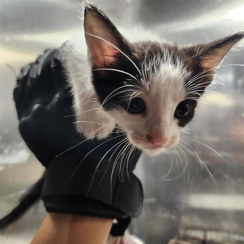 BUBBLES, a cat for adoption from San Antonio Animal Care Services