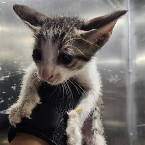 BLOSSOM, a cat for adoption from San Antonio Animal Care Services