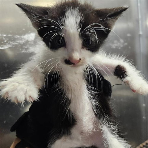 BUTTERCUP, a cat for adoption from San Antonio Animal Care Services