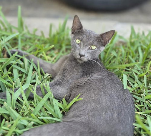 SUNNY, a cat for adoption from San Antonio Animal Care Services