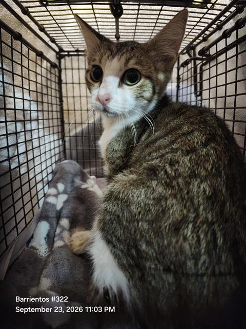 MINX, a cat for adoption from San Antonio Animal Care Services