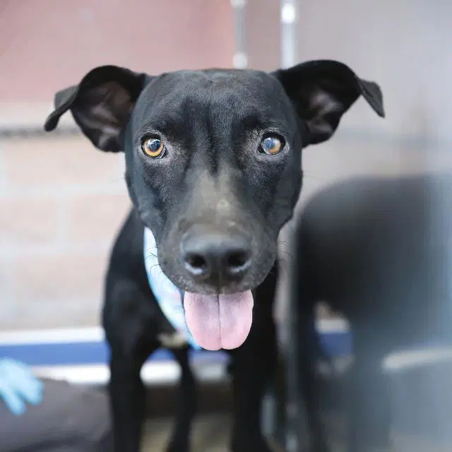 Dallas - Labrador Retriever