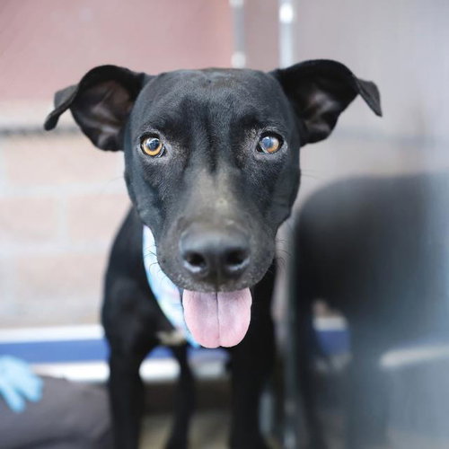 DALLAS, a dog for adoption from San Antonio Animal Care Services