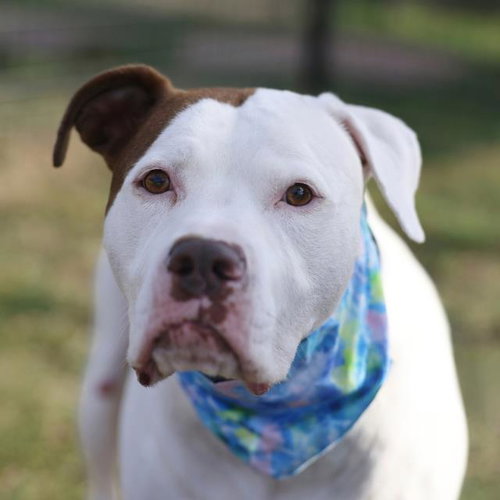 SHEILA, a dog for adoption from San Antonio Animal Care Services