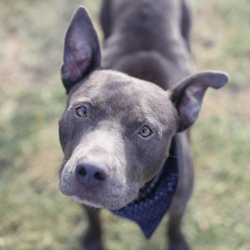 JUJU, a dog for adoption from San Antonio Animal Care Services