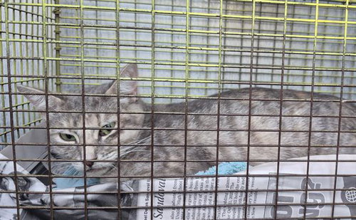 DOLLY, a cat for adoption from San Antonio Animal Care Services