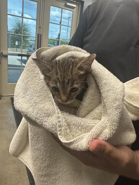 ZEPHYR, a cat for adoption from San Antonio Animal Care Services