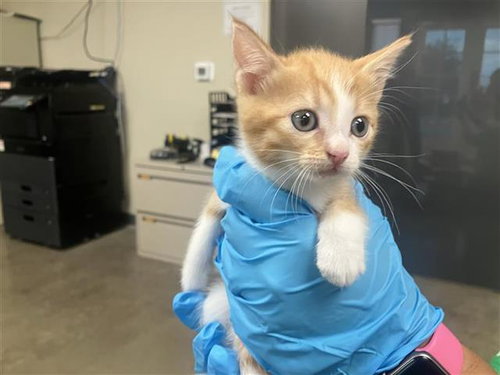 LEMON, a cat for adoption from San Antonio Animal Care Services