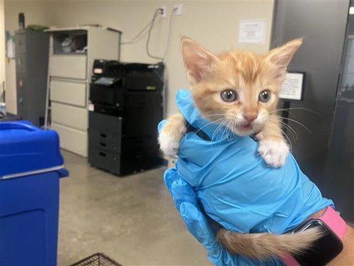 STRAWBERRY, a cat for adoption from San Antonio Animal Care Services