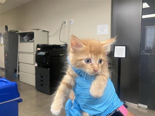 RASPBERRY, a cat for adoption from San Antonio Animal Care Services