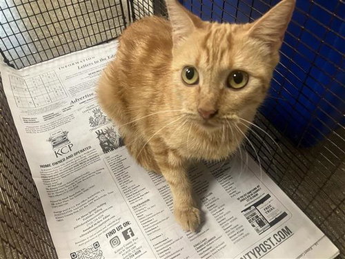 GOLDBEAR, a cat for adoption from San Antonio Animal Care Services