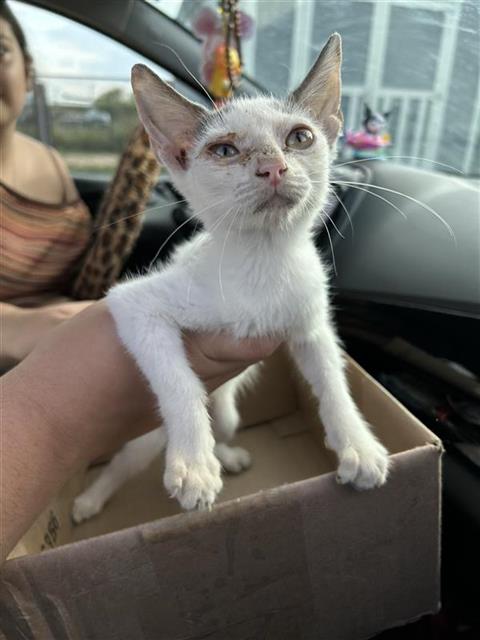WILLY WONKA, a cat for adoption from San Antonio Animal Care Services