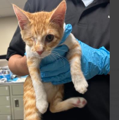 NICK FURY, a cat for adoption from San Antonio Animal Care Services