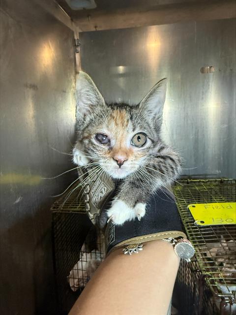 BETTY, a cat for adoption from San Antonio Animal Care Services