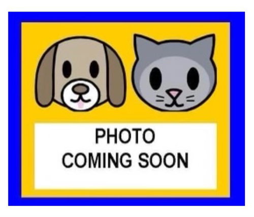 ARNOLD, a cat for adoption from San Antonio Animal Care Services