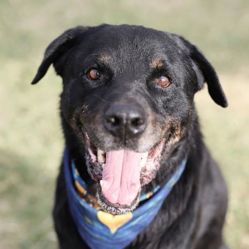 REX, a dog for adoption from San Antonio Animal Care Services
