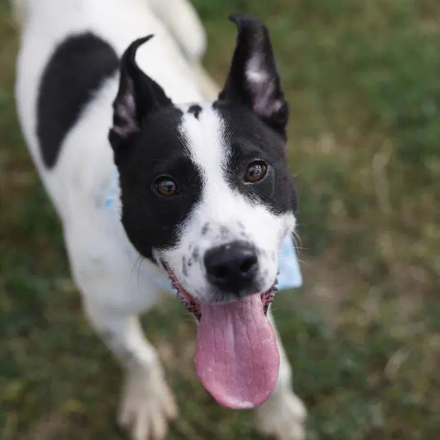 Aggy - Terrier