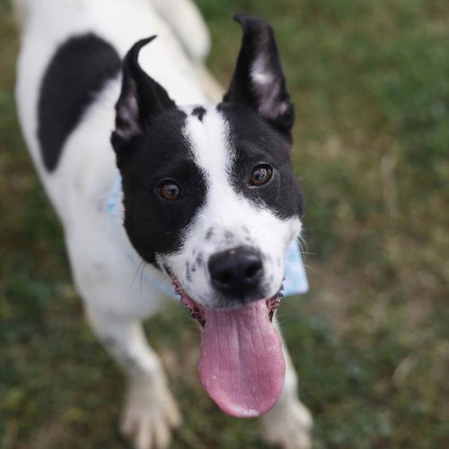 AGGY, a dog for adoption from San Antonio Animal Care Services