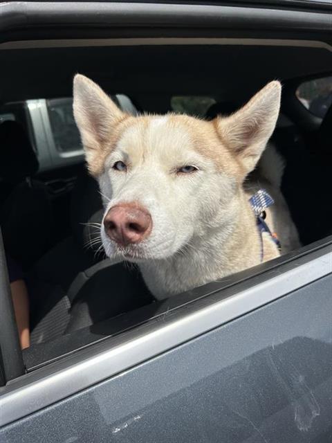 VAL, a dog for adoption from San Antonio Animal Care Services