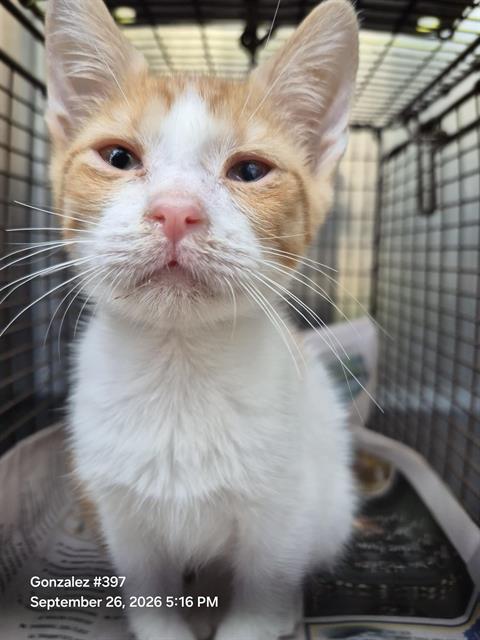 PUMPKIN, a cat for adoption from San Antonio Animal Care Services