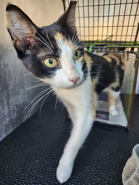 KITTY, a cat for adoption from San Antonio Animal Care Services