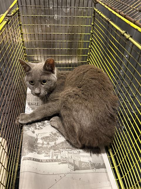 FRANKLIN, a cat for adoption from San Antonio Animal Care Services