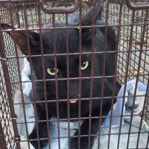KYLO, a cat for adoption from San Antonio Animal Care Services