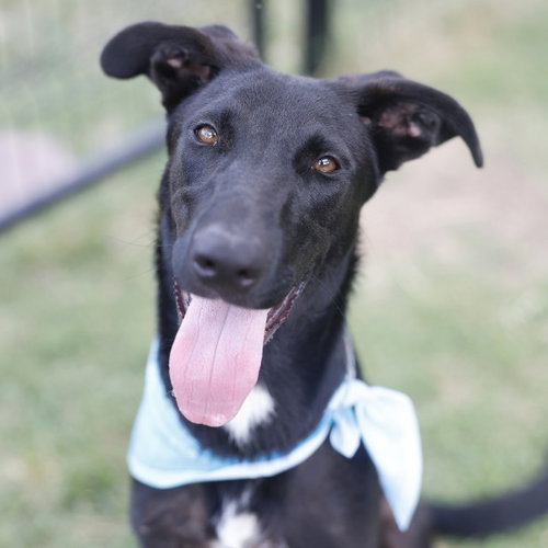 LIVI, a dog for adoption from San Antonio Animal Care Services