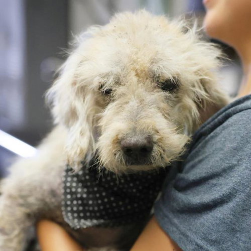 JACK, a dog for adoption from San Antonio Animal Care Services