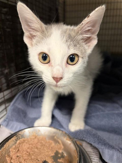 PEARL, a cat for adoption from San Antonio Animal Care Services