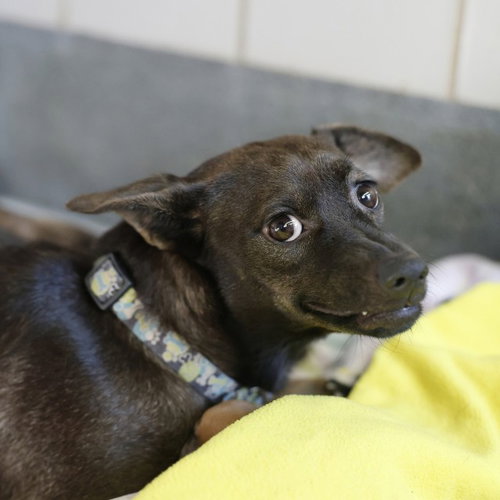 GORGINA, a dog for adoption from San Antonio Animal Care Services