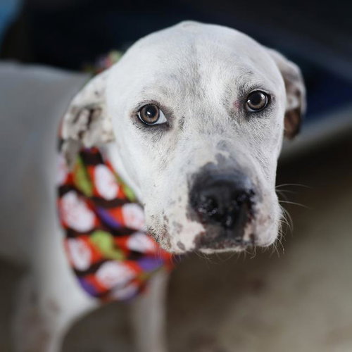 JUNEBUG, a dog for adoption from San Antonio Animal Care Services