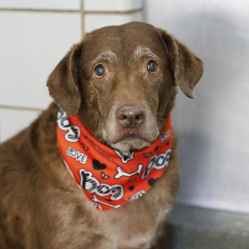 SWEET PEA, a dog for adoption from San Antonio Animal Care Services