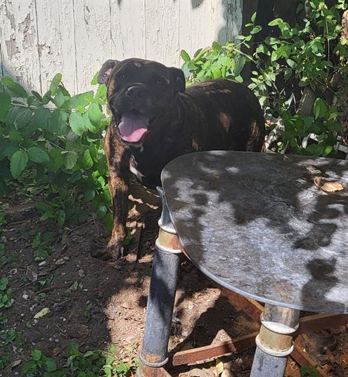 OHHYEAH, a dog for adoption from San Antonio Animal Care Services