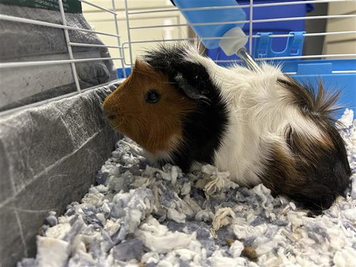 MOTO MOTO, a guinea pig for adoption from San Antonio Animal Care Services