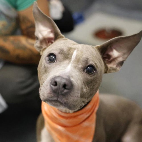 ROCKY, a dog for adoption from San Antonio Animal Care Services