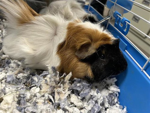 COOKIE, a guinea pig for adoption from San Antonio Animal Care Services