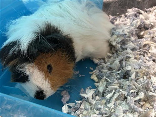 PEANUT, a guinea pig for adoption from San Antonio Animal Care Services
