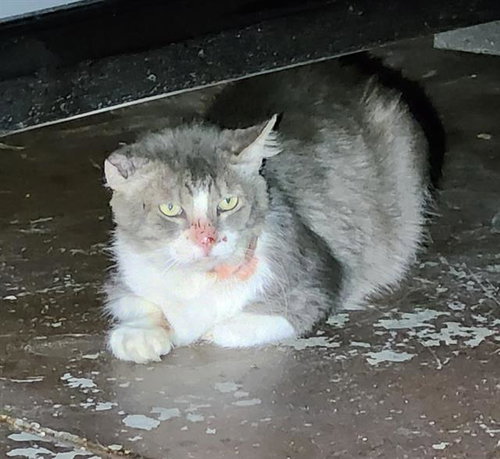 BRUISER, a cat for adoption from San Antonio Animal Care Services
