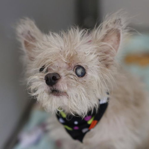 DEXTER, a dog for adoption from San Antonio Animal Care Services
