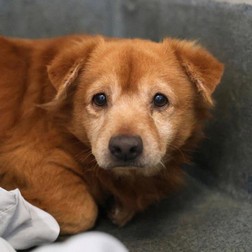 BEAR, a dog for adoption from San Antonio Animal Care Services