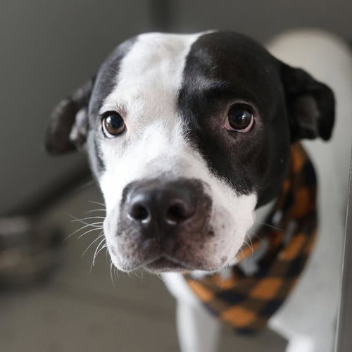 HELGA, a dog for adoption from San Antonio Animal Care Services
