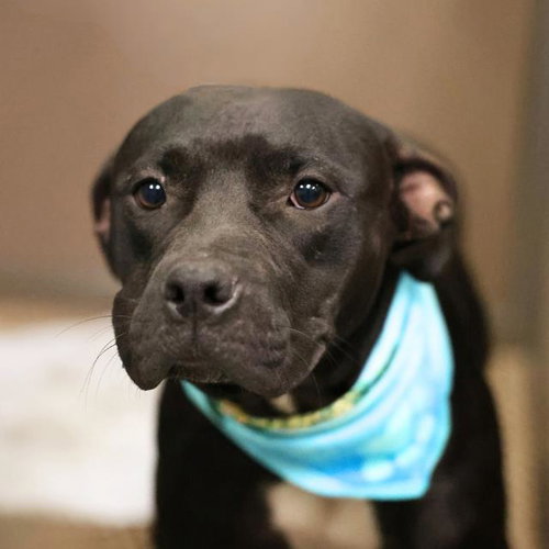 PEARL, a dog for adoption from San Antonio Animal Care Services