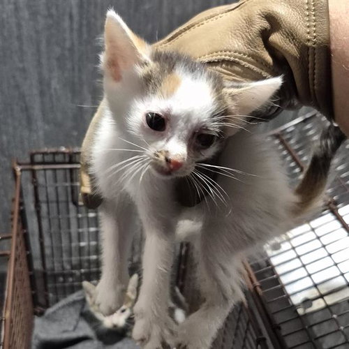 CHERRY, a cat for adoption from San Antonio Animal Care Services